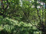 Forest 4