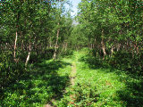 Trail 2