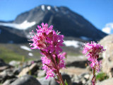 Flowers 1