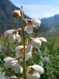 Flowers 1