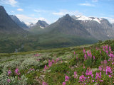 Flowers 1