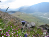 Flowers 3