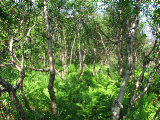 Forest 1