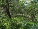 Forest 1
