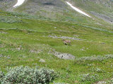 Reindeer 1