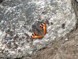Butterfly 1