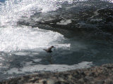 White-throated dipper 1