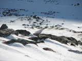 Ptarmigan 1