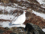 Ptarmigan 1