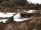 Ptarmigan 2