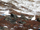 Ptarmigans 1