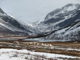 Reindeer 2