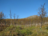 Njunis 1