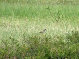 Bird 1