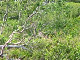 Bird 2