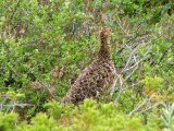 Ptarmigan 1
